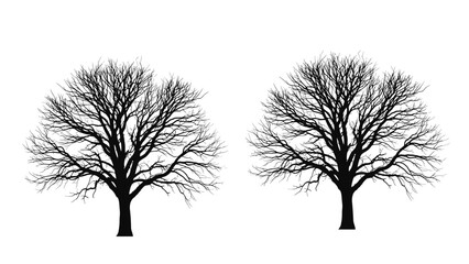 Obraz premium Two detailed silhouettes of bare trees without leaves standing side by side against a white background representing winter or autumn seasons.