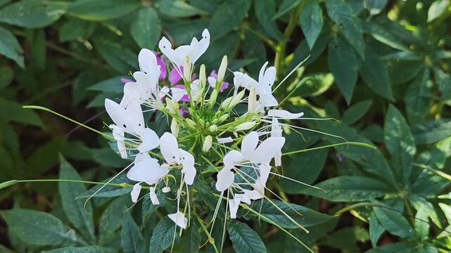 White spider flower, Cleome, in the garden.
