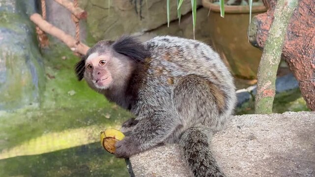 Funny cute marmoset monkey in the Zoo eating fruits