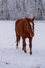 horse in winter