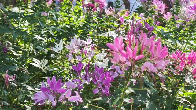 Pink, purple and white Cleome spinosa flowers