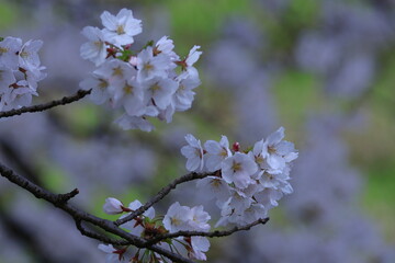 Fototapeta premium 春爛漫満開