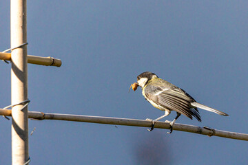 Great tit bird (Parus major) balancing on bamboo pole holding food © jokuephotography