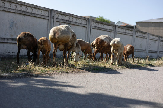  Fat-tailed rams (Edilbay or Hissar breed) showing large fat deposits on the rump.  Group of domestic sheep with prominent fat tails grazing near a concrete fence.