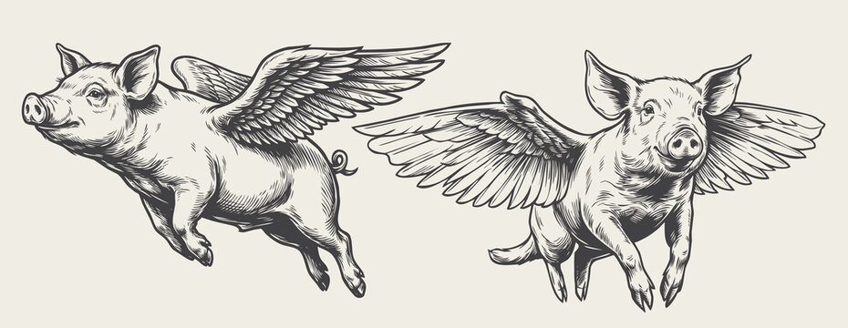 Flying pig vintage engraving hand drawn line art illustration