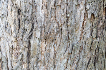 Obraz premium Close Up Tree Bark Texture Background, Natural Wood Pattern Surface for Design and Graphic Use