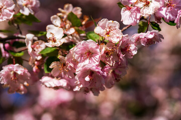 Fototapeta premium Close-up macro view of delicate cherry blossoms with soft morning lighting and blurred background.