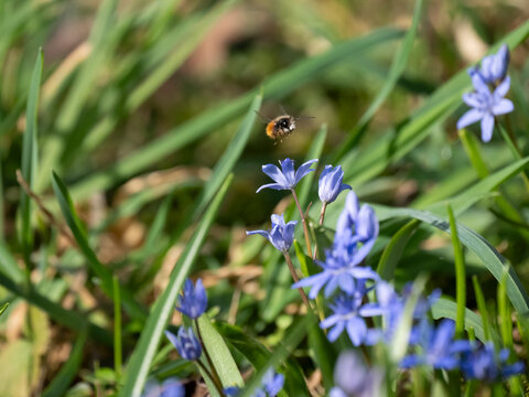 Zweibl&auml;ttriger Blaustern, Scilla bifolia