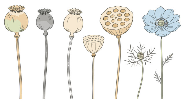 Educational botanical illustration series showcasing poppy life stages from bud to seed dispersal including flower pod and plant development