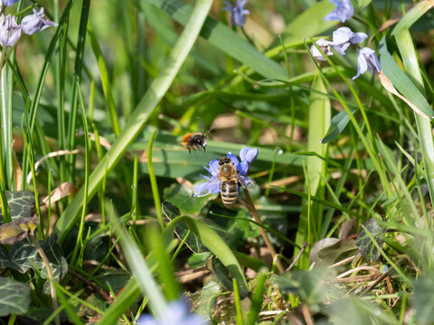 Zweibl&auml;ttriger Blaustern, Scilla bifolia