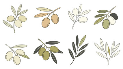 Olive Branches Watercolor Illustrations in 3x3 Grid Displaying Diverse Ripeness Stages of Botanical Floral Species