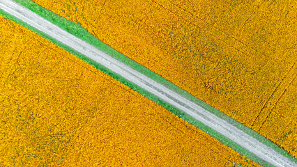Aerial drone view of marigold flowers fields farm and road, orange marigolds flowers colorful background, typical Dutch agriculture landscape, the Netherlands