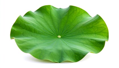 A large green lotus leaf on white background