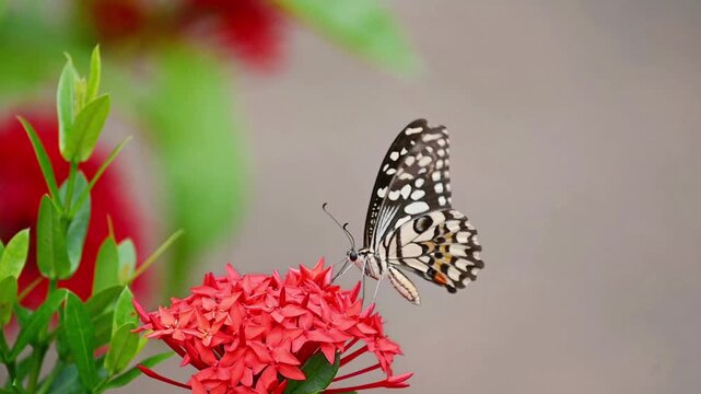 In a dreamy slow motion scene, the Lime Butterfly lands gently on vivid red blossoms, sipping nectar with elegance as sunlight filters through the blurred green garden, before it takes flight again
