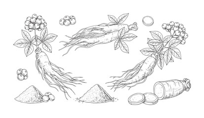 Hand drawn ginseng roots berries leaves powder and slices plant berry leaf © Ali
