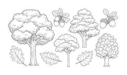 Hand drawn oak trees and acorns with leaves leaf nature © Ali