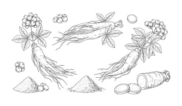 Hand drawn ginseng roots berries leaves powder and slices plant berry leaf