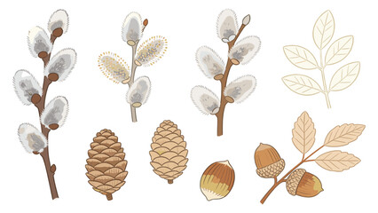 Digital Illustration of Botanical Collection Featuring Willow Catkins, Pinecones, and Acorns in Brown Shades on a White Background © Ube