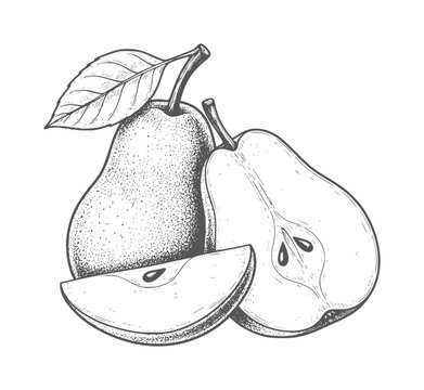 Hand drawn pears one whole one halved and a slice with leaf fruit food vintage botanical