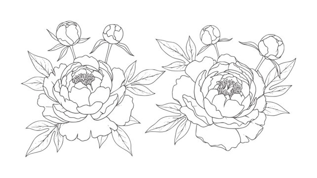 Two line peonies with buds and leaves white peony flower floral leaf