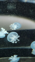 クラゲ © ろぅず ぶるぅ