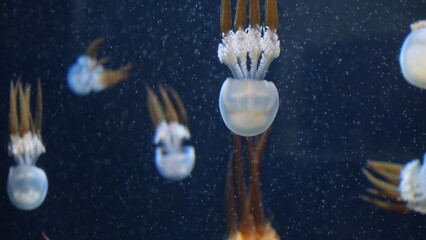 クラゲ © ろぅず ぶるぅ