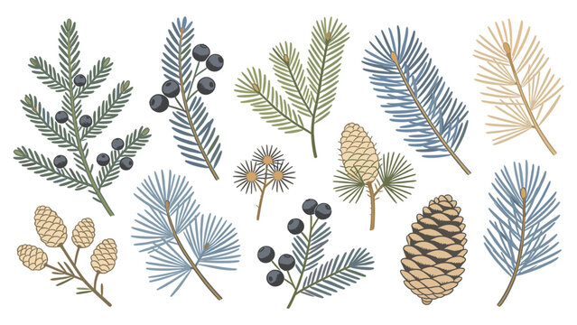 Hand-Drawn Botanical Floral Species Set Featuring Evergreen Branches, Pine Cones, and Muted Leaf Illustrations in Digital Art