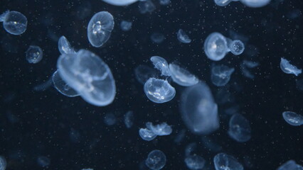 クラゲ © ろぅず ぶるぅ