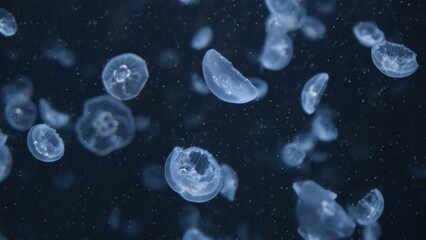 クラゲ © ろぅず ぶるぅ