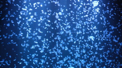 クラゲ © ろぅず ぶるぅ