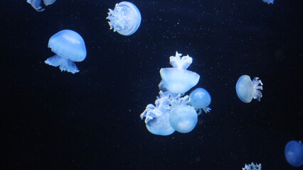 クラゲ © ろぅず ぶるぅ