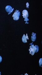 クラゲ © ろぅず ぶるぅ