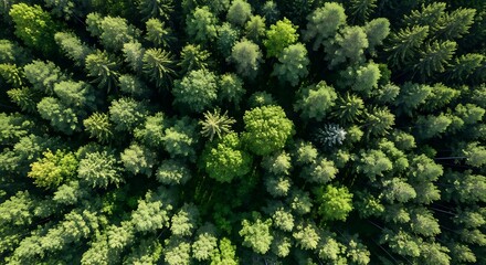 Aerial view of a dense forest with diverse green trees and foliage, captured from directly above, Image_fx (7).jpg
