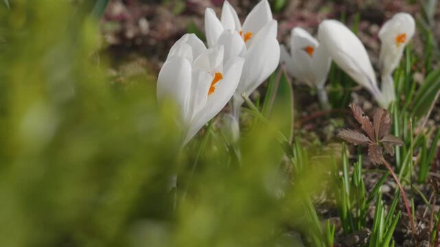 White crocus flowers swaying in wind with honey bee on background blossom