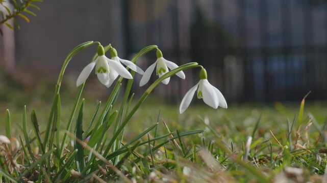 White snowdrops swaying in gentle breeze in home garden with fence in background, spring morning