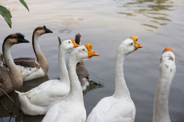 Fototapeta premium White geese stand calmly near water's edge