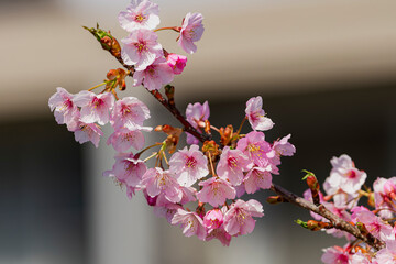 桜