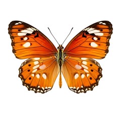 Obraz premium Vibrant orange and black butterfly with detailed wing patterns perched gracefully.