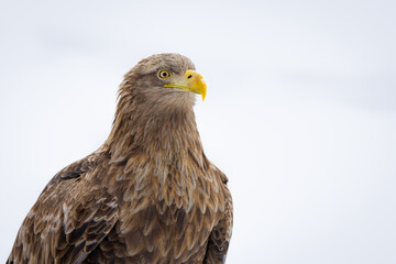 Obraz premium Majestic White‑Tailed Eagle Portrait in Hokkaido