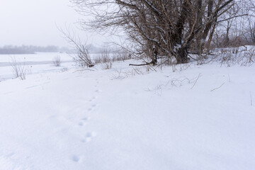 Fototapeta premium River edge covered in fresh snow with clustered bare trees beside an ice rim and faint animal tracks leading toward distant fog. Soft muted tones capture a calm melancholic winter mood