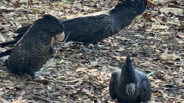Queensland, Australia. Three red-tailed black cockatoos &ndash; Calyptorhynchus banksii &ndash; forage on the ground, eating fallen seeds while moving slowly across the forest floor.
