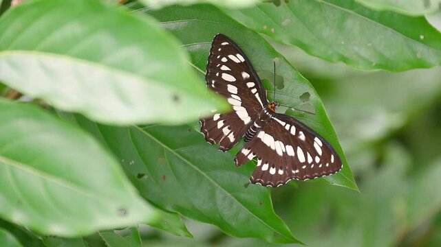 Common Sergeant Butterfly in slow motion, resting quietly on a green leaf, gently fluttering before flying away into the natural garden scene