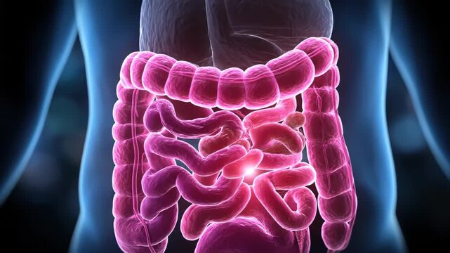 Human Digestive System Anatomy 3D Illustration.