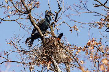 Kormoran (Phalacrocorax carbo) © Rolf Müller
