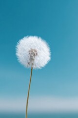 Obraz premium White dandelion against clear blue sky with delicate details and natural beauty