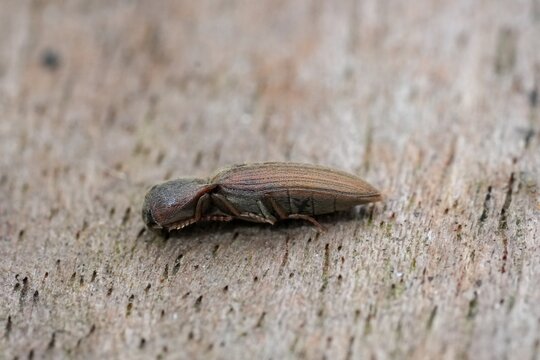Closeup on a striped brown clicking beetle, Agriotes lineatus, a pest species for crops and agriculture