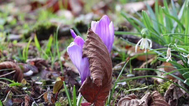 Purple crocus in a spring forest with snowdrops in the background