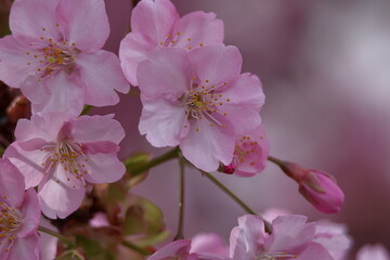 鮮やかなピンク色に咲く