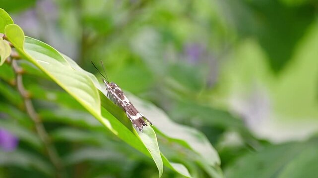 Common Sergeant Butterfly in slow motion, resting on a green leaf swaying in the breeze, gently fluttering before flying away into the calm garden scene