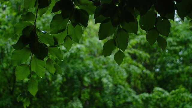 Close up of green forest during calm rain at spring or summer time. Nature, seasons, environment and eco tourism concept. Idyllic scene